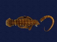 藏品(盔甲蜥)的圖片